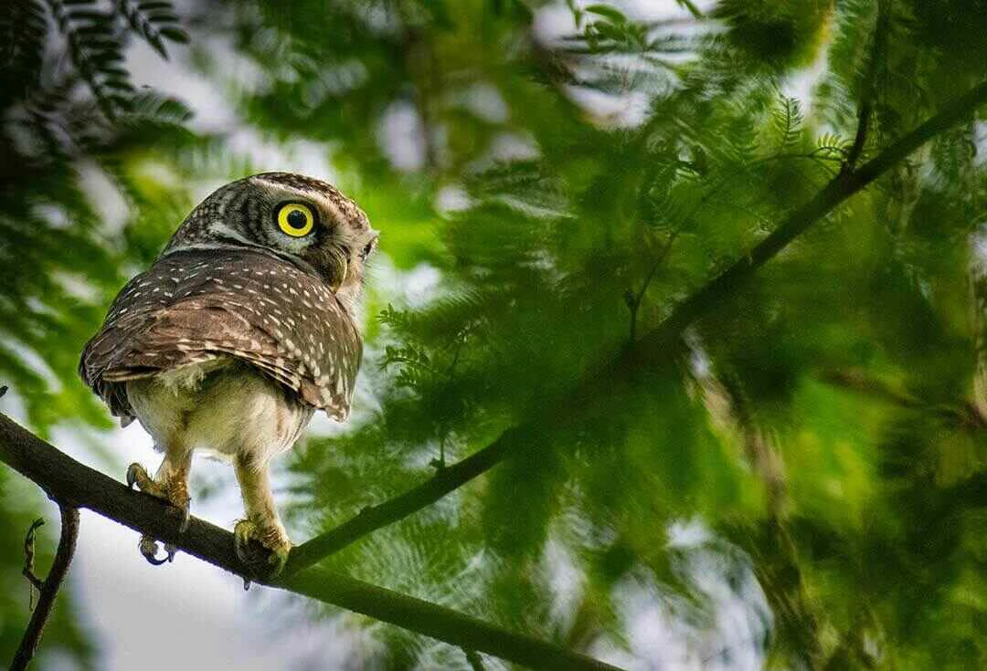 Red-chested Owlet